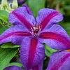 Клематис крупноцветковый Миссис Н. Томпсон фото 2 