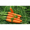 Морковь Ройал Форто фото 1 